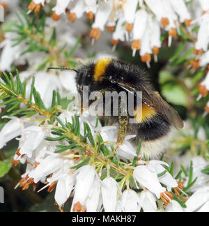 A newly emerged queen white-tailed bumblebee (Bombus lucorum) feeds on nectar from garden heather flowers in March. Bedgebury Forest, Kent, England. U Stock Photo