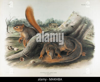 https://l450v.alamy.com/450v/makhba/horizontal-color-print-with-two-reddish-brown-squirrels-standing-near-a-tree-trunk-the-squirrel-on-the-left-is-seen-in-profile-and-is-looking-to-the-left-the-second-squirrel-is-to-the-center-right-and-is-in-a-crouched-position-looking-toward-the-viewer-there-are-some-nuts-and-nut-shells-in-the-left-foreground-and-a-log-cabin-is-visible-in-the-center-distance-drawn-from-nature-by-jj-audubon-frs-fls-lith-printed-and-col-by-jt-bowen-philadelphia-1846-title-says-squirrel-sciurus-sayi-aud-bach-plate-lxxix-89-1846-audubon-john-james-1785-1851-makhba.jpg
