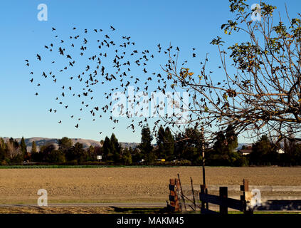 blackbird flock over a field at Ardenwood Historic Farm, Fremont, California, USA Stock Photo