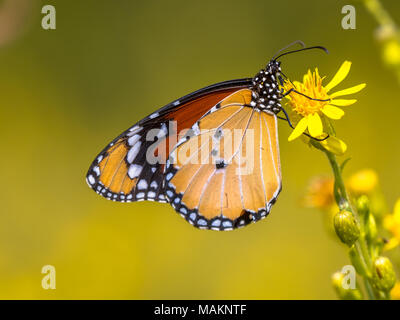 Plain tiger or African monarch butterfly (Danaus chrysippus) drinking nectar on yellow flower Stock Photo