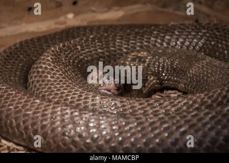 Indian cobra (Naja naja) coiled in terrarium Stock Photo