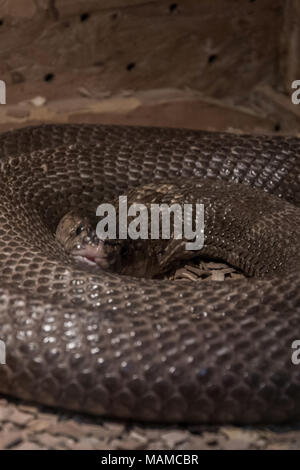 Indian cobra (Naja naja) coiled in terrarium Stock Photo