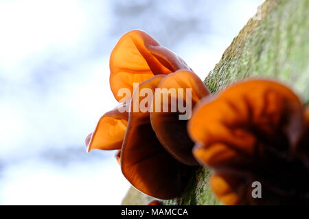 Auricularia auricula-judae (Jews ear fungus, Wood ear fungus) Stock Photo