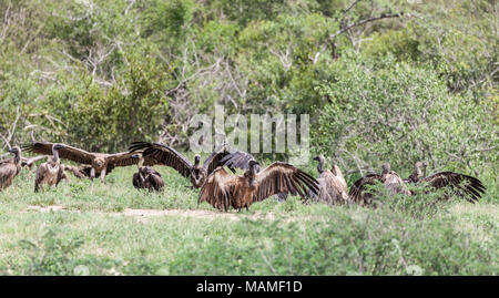 Group of African White-backed Vultures, Gyps africanus, one with a full crop and holding wings out, others landing. Stock Photo