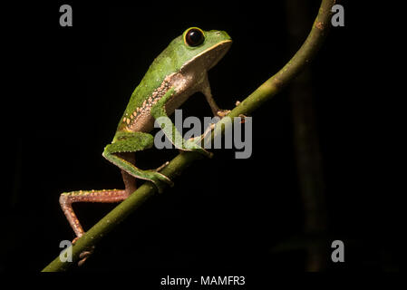 Phyllomedusa camba or potentially P. chaparroi a closely related cryptic species. These frogs walk like monkeys which is how they get their name. Stock Photo