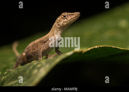 A brown forest anole sitting on a leaf in the jungle of Peru. Stock Photo