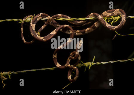 A blunt headed tree snake (Imantodes cenchoa) coiled up on a barb-wire fence that ran alongside the rainforest. Stock Photo