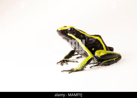 A three striped poison frog (Ameerega trivittata) isolated on white. This poison frog relies on potent toxins to defend it from predators. Stock Photo