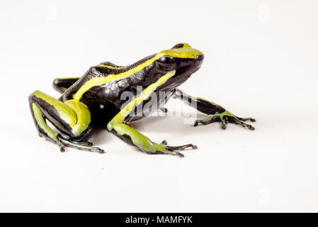 A three striped poison frog (Ameerega trivittata) isolated on white. This poison frog relies on potent toxins to defend it from predators. Stock Photo