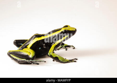 A three striped poison frog (Ameerega trivittata) isolated on white. This poison frog relies on potent toxins to defend it from predators. Stock Photo