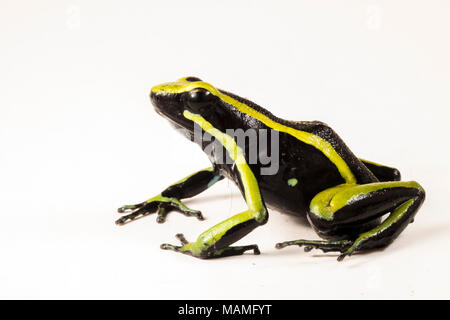 A three striped poison frog (Ameerega trivittata) isolated on white. This poison frog relies on potent toxins to defend it from predators. Stock Photo