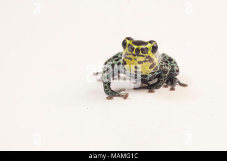 A splash back poison frog (Ranitomeya variabilis) is one of the tiny thumbnail poison frogs. It looks similar to R. imitator, a mullerian mimic.