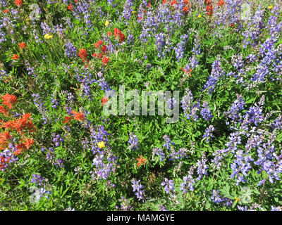 Wildflowers at Mt St Helens NM in Washington Stock Photo - Alamy