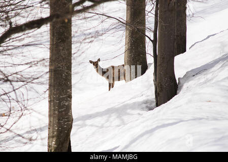 Female deer young near trees hides from photgrapher in winter Stock Photo