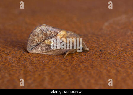 Drinker Moth; Euthrix potatoria Single on Rusty Metal Cornwall; UK Stock Photo