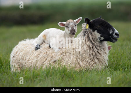 Sheep; Ewe with Lamb Lying on her Back Devon; UK Stock Photo