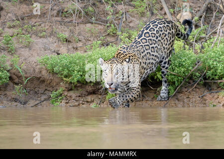 Jaguar (Panthera onca) hunting in water for cayman, looking at camera, Pantanal, Mato Grosso, Brazil Stock Photo