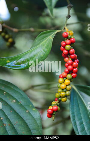 Close-up of fresh live red green color ripened peppercorns (Black Pepper) Piper nigrum on its tree. It's ready for food ingredient and make herb. Stock Photo
