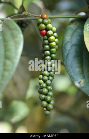 Close-up of fresh live red green color ripened peppercorns (Black Pepper) Piper nigrum on its tree. It's ready for food ingredient and make herb. Stock Photo