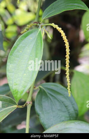 Piper Nigrum, Pepper. Family: Piperaceae. An evergreen climber which ...