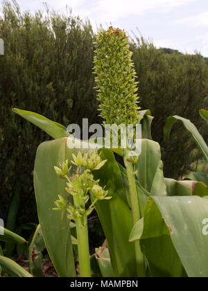 Eucomis pallidiflora Giant Pineapple Flower, Giant Pineapple Lily, Asparagaceae in seed, in South Africa