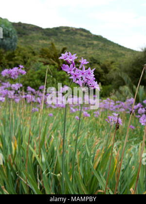 Tulbaghia violacea Society Garlic Alliaceae growing in Kwa Zula Natal, South Africa Stock Photo