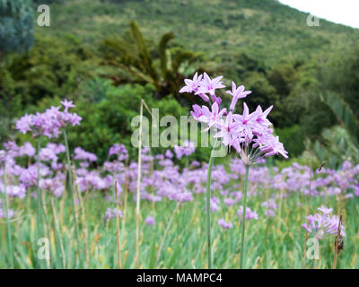 Tulbaghia violacea Society Garlic Alliaceae growing in Kwa Zula Natal, South Africa Stock Photo