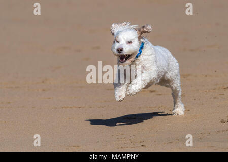 A Cockapoo running across a beach. Stock Photo