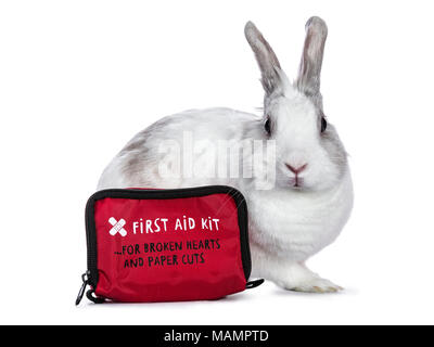 Cute white with grey shorthair bunny sitting side ways with red and black first aid kit isolated on white background facing camera Stock Photo
