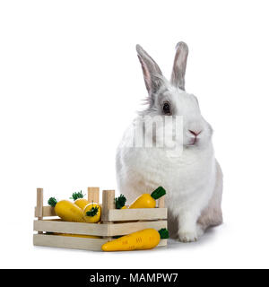 Cute white with grey shorthair bunny sitting beside wooden box with fake carrots isolated on white background facing camera Stock Photo