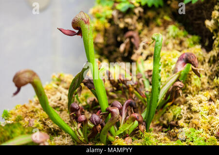 Cobra Lily, Kobratrumpet (Darlingtonia californica) Stock Photo