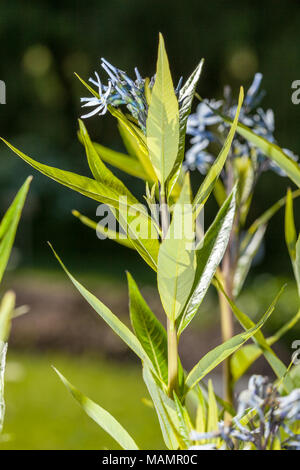 Eastern Bluestar, Amsonia (Amsonia tabernaemontana) Stock Photo