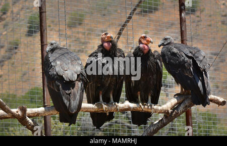 Awaiting Medical Evaluation. Four condors await medical evaluation at the condor capture facility at Hopper Mountain NWR. Stock Photo