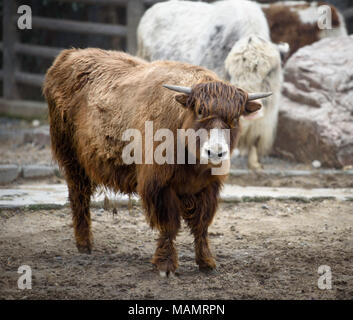 Wild yak in a paddock with other yaks and fence as background, selective focus Stock Photo