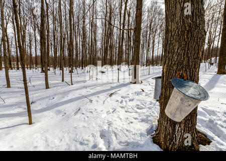 Buckets collect sap on maple trees at St-Gregoire Quebec Stock Photo