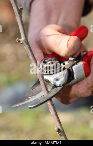 Pruning malus. Formative pruning of a two year old free standing apple tree with secateurs to create a balanced branch system, UK Stock Photo