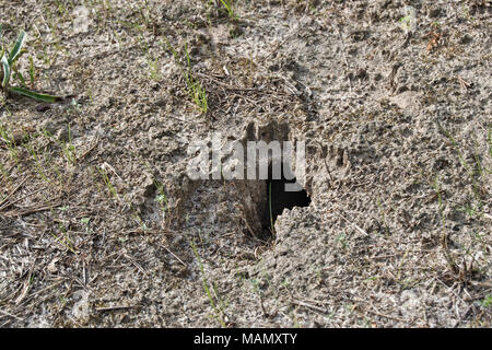 Snake or rabbit hole in the ground of sandy loam Stock Photo