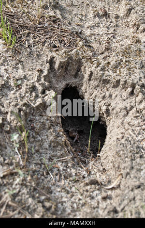 Snake or rabbit hole in the ground of sandy loam Stock Photo