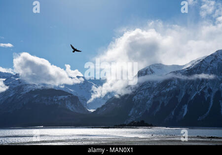 Bald eagle flying over a beach on the Chilkat Inlet on a sunny day in Southeast Alaska. Stock Photo