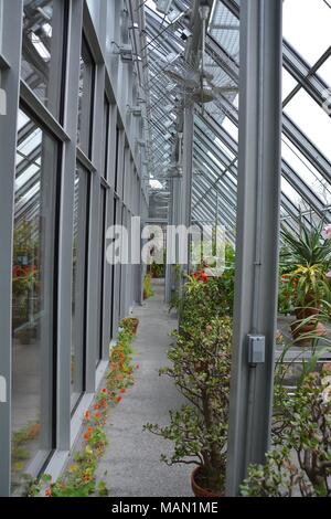 Spring flowers in a greenhouse in Boston, Massachusetts Stock Photo - Alamy