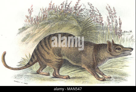 The Thylacine, an apex predator in Australia, Tasmania and New Guinea before it became extinct in the early 20th century. Lydekker, Richard. A hand-book to the marsupialia and monotremata. London: E. Lloyd, 1896.  . 1896.   William Home Lizars - Stock Photo