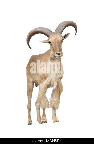 male barbary sheep isolated on white background Stock Photo