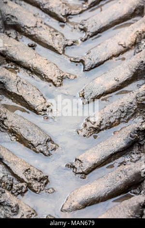 tire tracks pattern imprints on wet muddy ground closeup Stock Photo