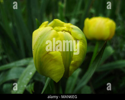 Spring flowers banner of yellow tulip flower. Flower tulips background. Beautiful view of yellow tulips and sunlight. tulips, field of tulips