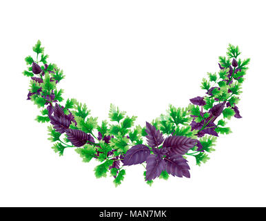 Semicircle wreath of parsley and basil branches Stock Photo