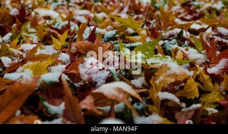 Maple leafs falls during the end of springs welcoming the winter as the season change in the busy city of Seoul Stock Photo