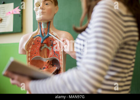 Young female teacher in biology class, holding digital tablet and teaching human body anatomy, using artificial body model to explain internal organs. Stock Photo
