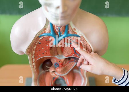 Young female teacher in biology class, teaching human body anatomy, using artificial body model to explain internal organs. Stock Photo