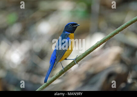 Rufous-bellied Niltava (Niltava sundara) bird in nature Thailand Stock Photo