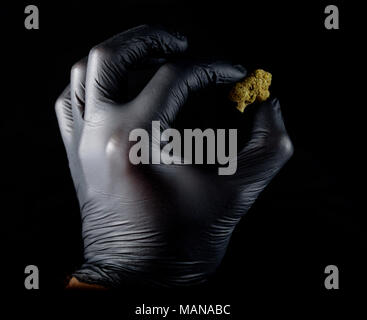 Nug Isolated Hand holding cannabis nug with latex gloves isolated over white ...
